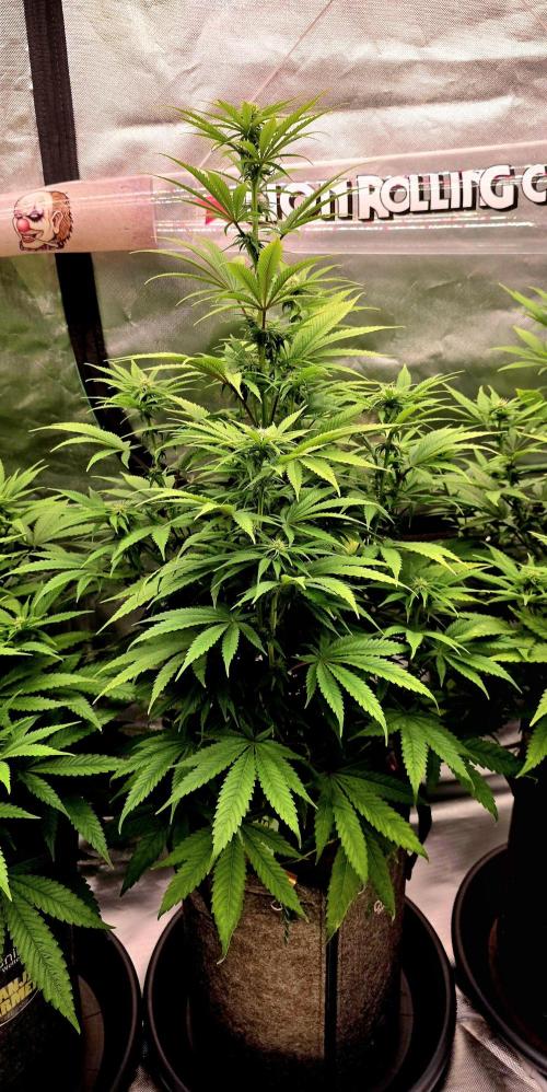 Amnesia Haze (B) Ganja Farmer. Week 10