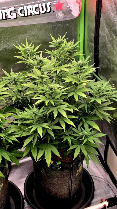 Amnesia Haze (B) Ganja Farmer. Week 10