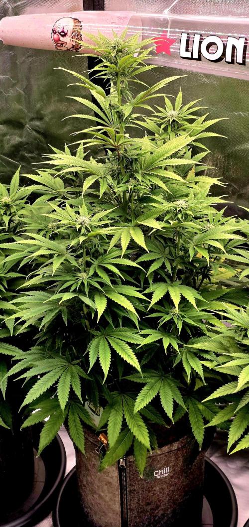 Amnesia Haze (B) Ganja Farmer. Week 10