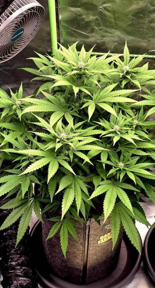 Amnesia Haze (B) Ganja Farmer. Week 10