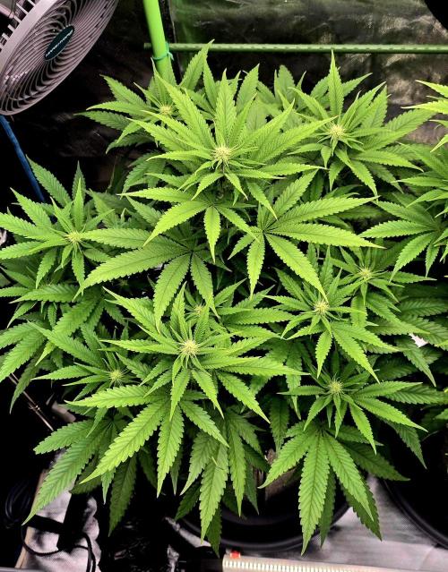 Amnesia Haze (B) Ganja Farmer. Week 10