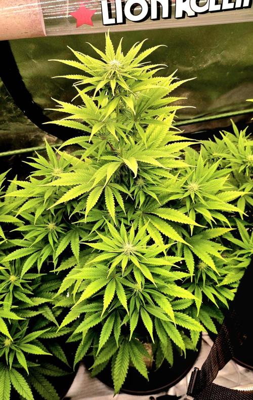 Amnesia Haze (B) Ganja Farmer. Week 10