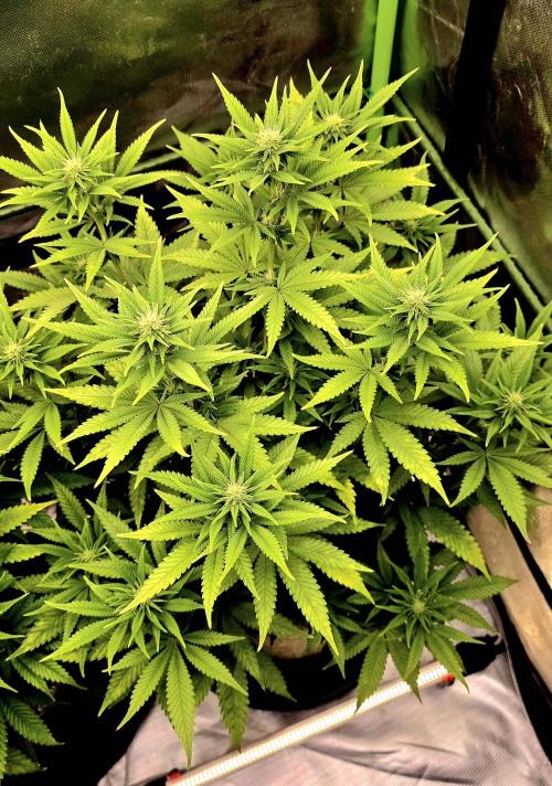 Amnesia Haze (B) Ganja Farmer. Week 10