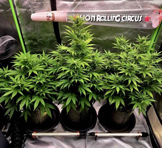 Amnesia Haze (B) Ganja Farmer. Week 10