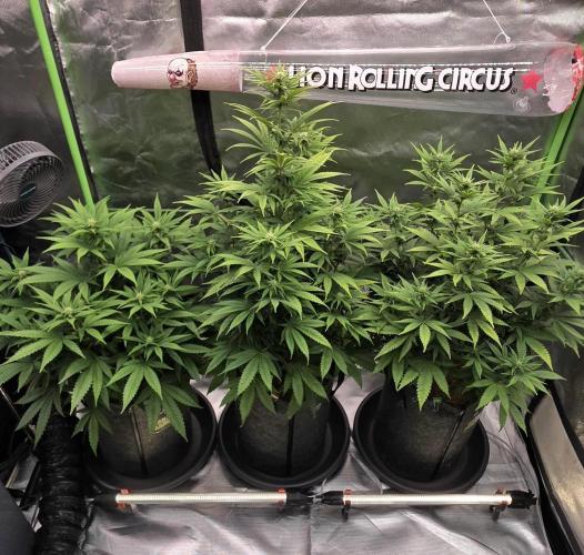 Amnesia Haze (B) Ganja Farmer. Week 10