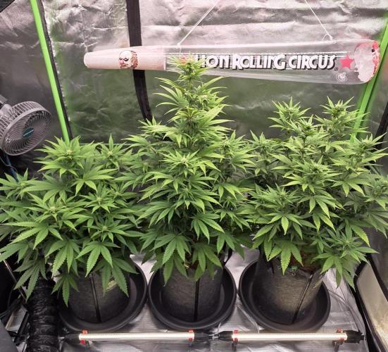 Amnesia Haze (B) Ganja Farmer. Week 10