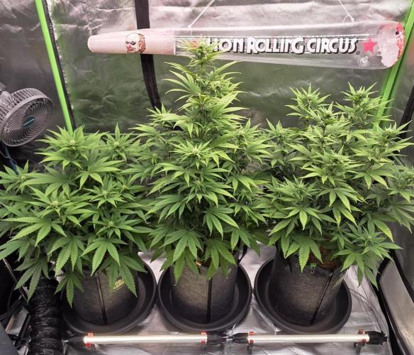 Amnesia Haze (B) Ganja Farmer. Week 10