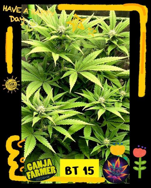 Amnesia Haze (B) Ganja Farmer. Week 10