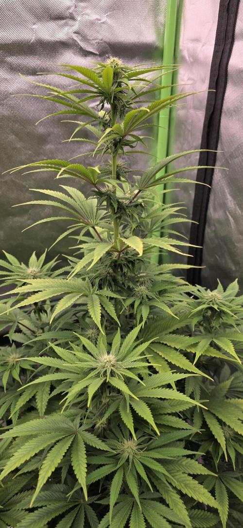 Amnesia Haze (B) Ganja Farmer. Week 10