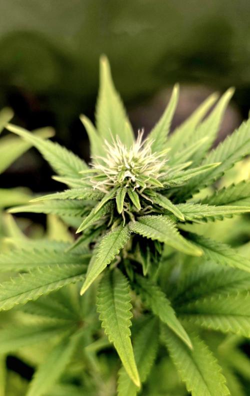 Amnesia Haze (B) Ganja Farmer. Week 10