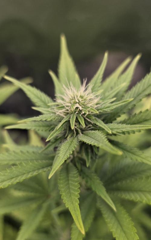 Amnesia Haze (B) Ganja Farmer. Week 10