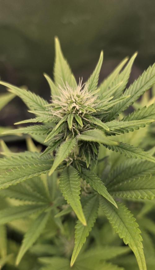 Amnesia Haze (B) Ganja Farmer. Week 10