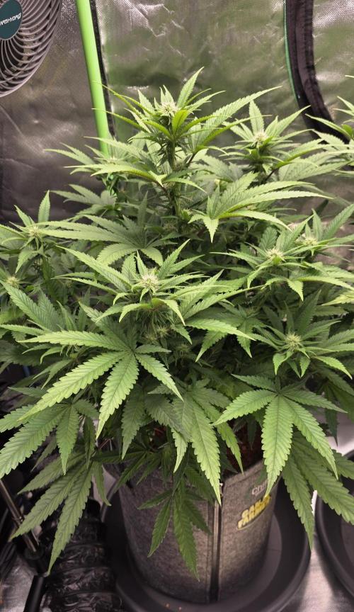 Amnesia Haze (B) Ganja Farmer. Week 10