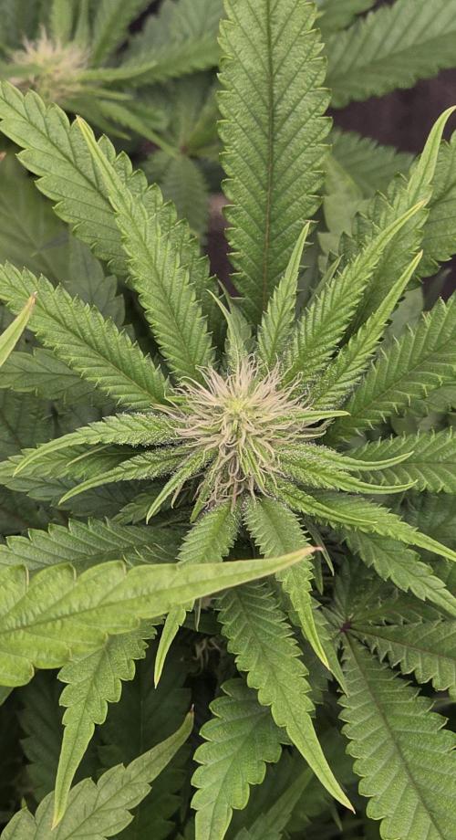 Amnesia Haze (B) Ganja Farmer. Week 10