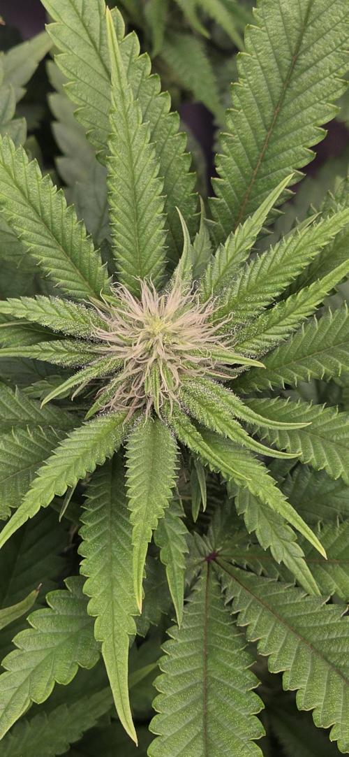 Amnesia Haze (B) Ganja Farmer. Week 10