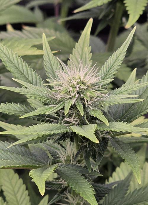 Amnesia Haze (B) Ganja Farmer. Week 10