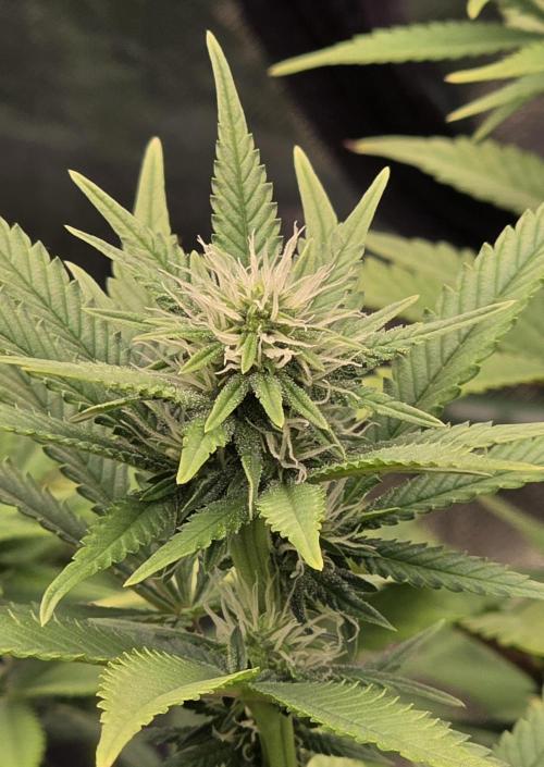 Amnesia Haze (B) Ganja Farmer. Week 10