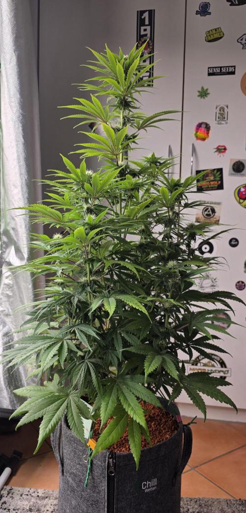 Amnesia Haze (B) Ganja Farmer. Week 11