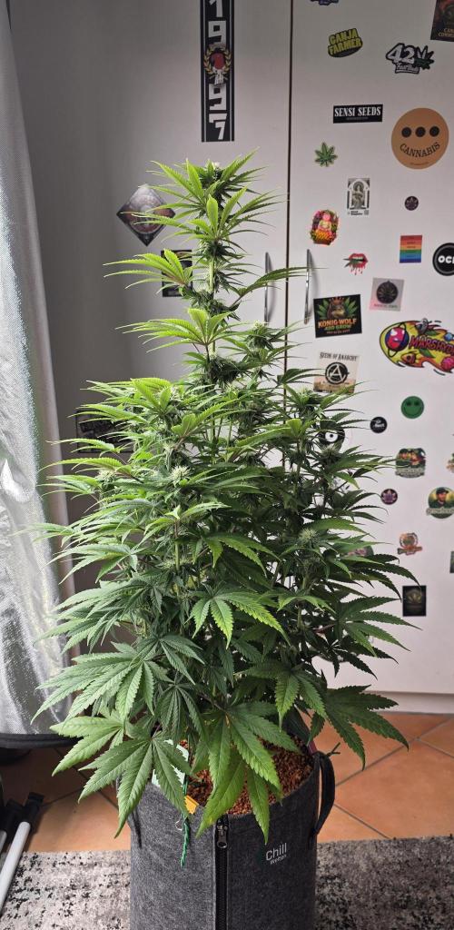 Amnesia Haze (B) Ganja Farmer. Week 11