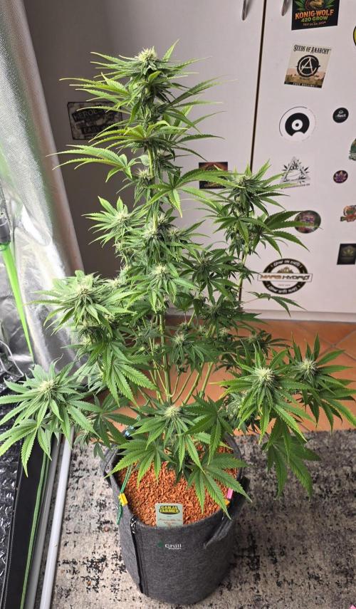 Amnesia Haze (B) Ganja Farmer. Week 11