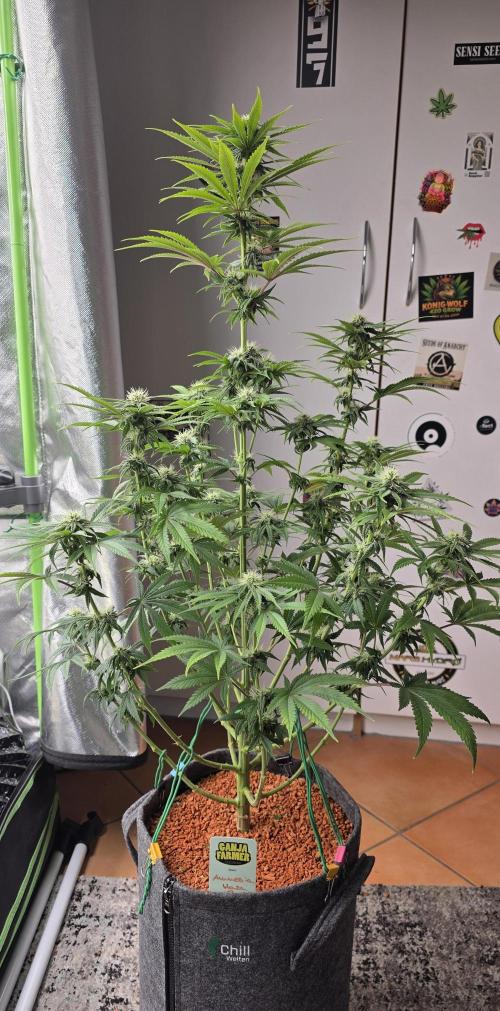 Amnesia Haze (B) Ganja Farmer. Week 11