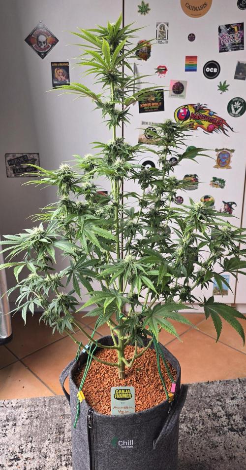 Amnesia Haze (B) Ganja Farmer. Week 11