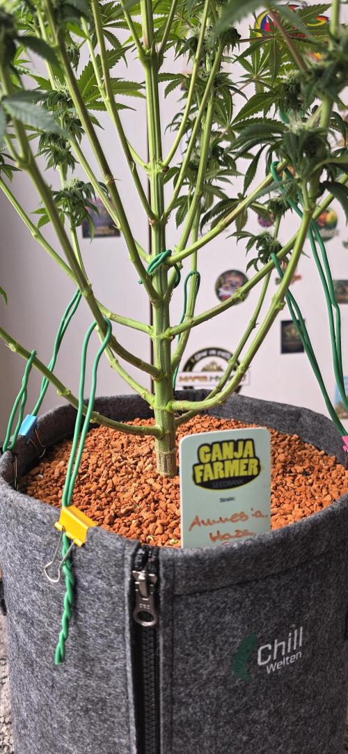 Amnesia Haze (B) Ganja Farmer. Week 11