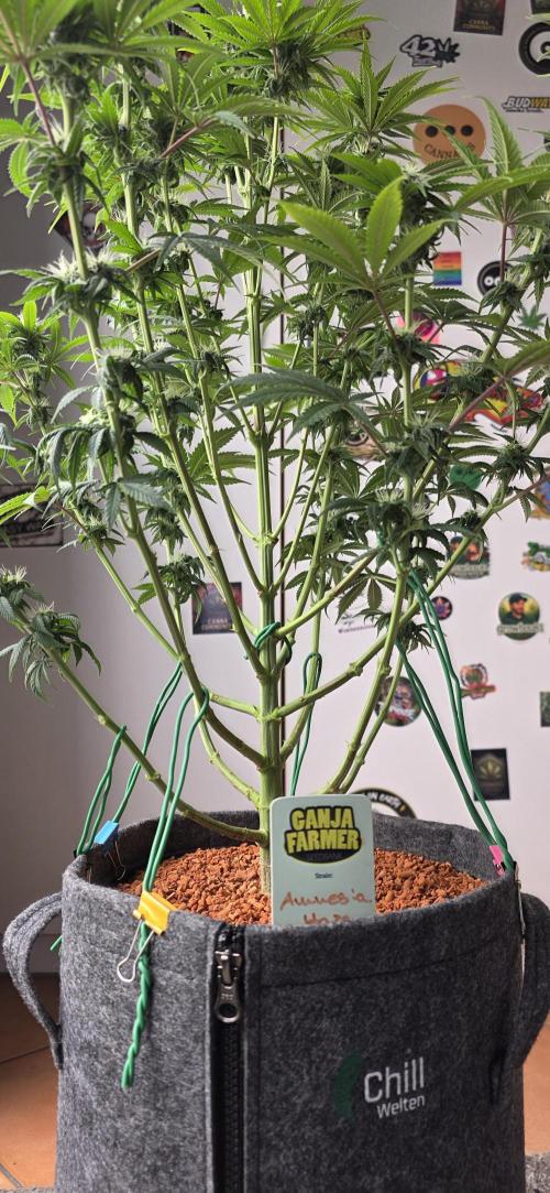 Amnesia Haze (B) Ganja Farmer. Week 11