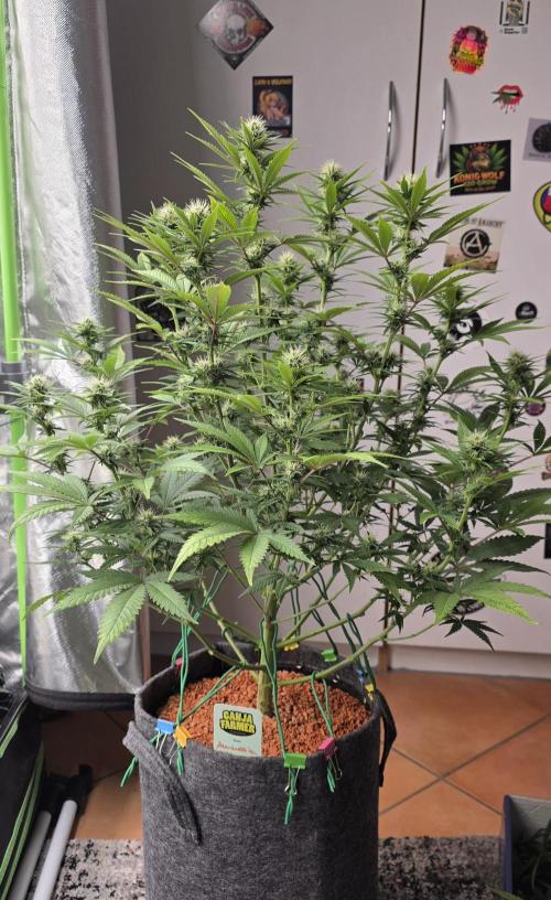 Amnesia Haze (B) Ganja Farmer. Week 11