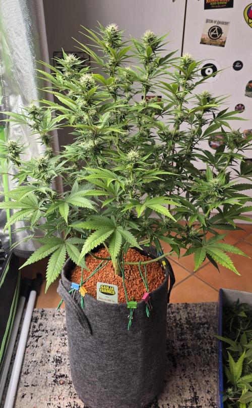 Amnesia Haze (B) Ganja Farmer. Week 11