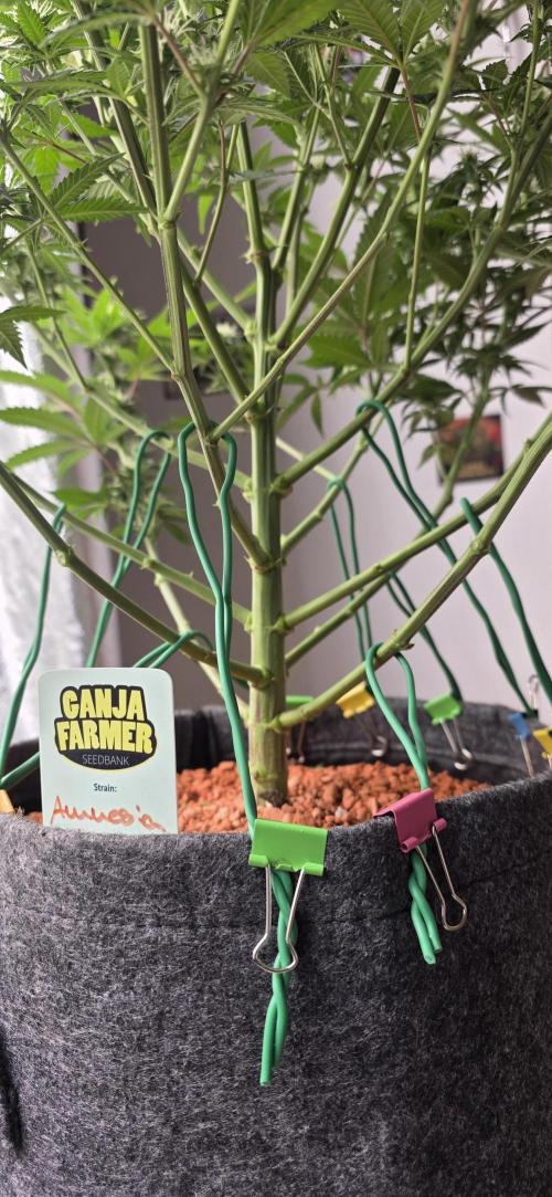 Amnesia Haze (B) Ganja Farmer. Week 11