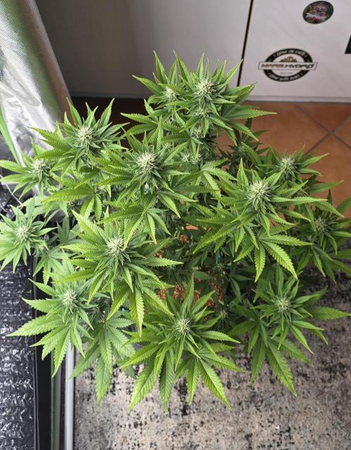 Amnesia Haze (B) Ganja Farmer. Week 11