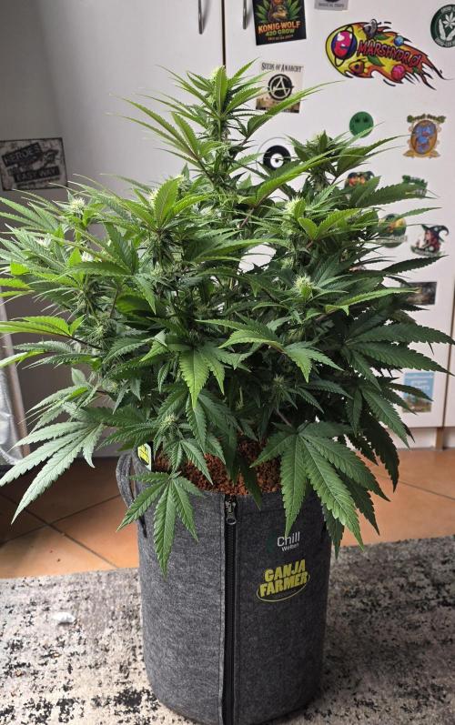 Amnesia Haze (B) Ganja Farmer. Week 11