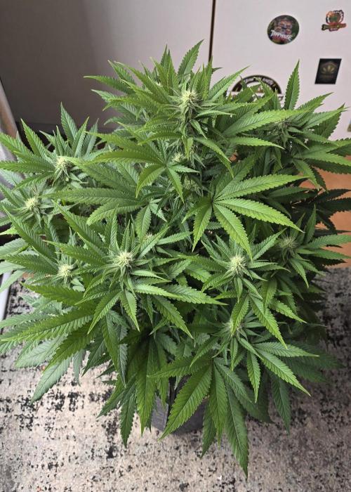 Amnesia Haze (B) Ganja Farmer. Week 11