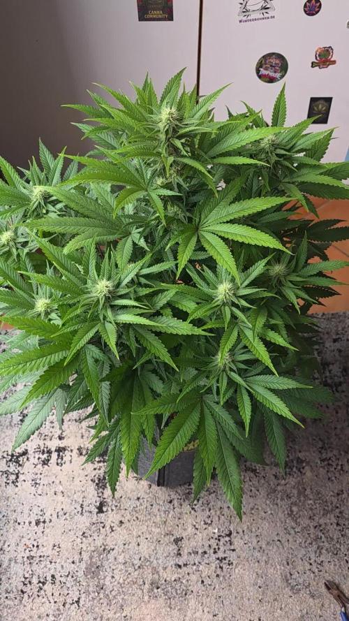 Amnesia Haze (B) Ganja Farmer