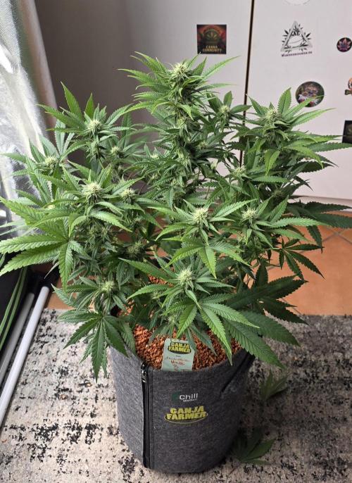 Amnesia Haze (B) Ganja Farmer. Week 11