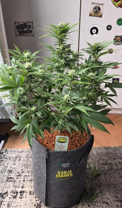 Amnesia Haze (B) Ganja Farmer. Week 11
