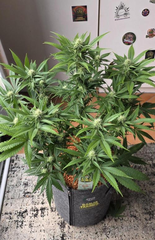 Amnesia Haze (B) Ganja Farmer. Week 11