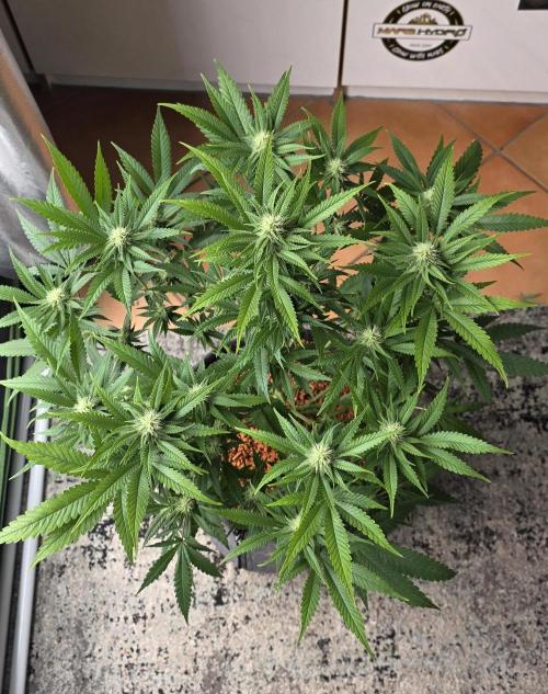 Amnesia Haze (B) Ganja Farmer. Week 11