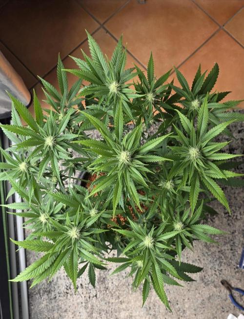 Amnesia Haze (B) Ganja Farmer. Week 11
