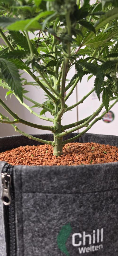 Amnesia Haze (B) Ganja Farmer. Week 11