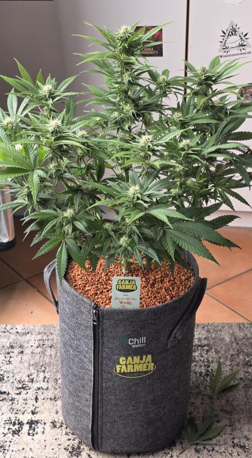 Amnesia Haze (B) Ganja Farmer. Week 11