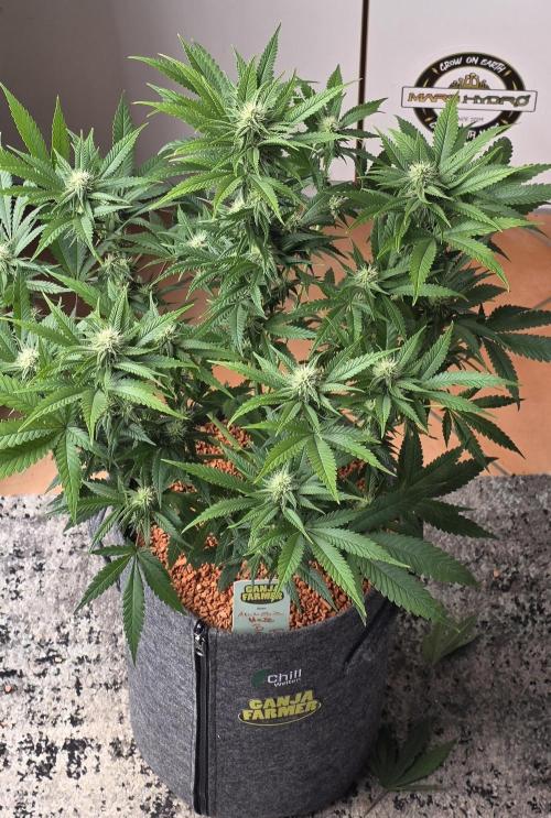 Amnesia Haze (B) Ganja Farmer. Week 11