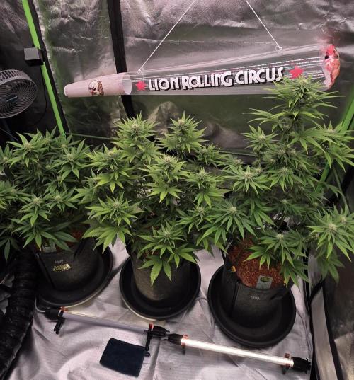 Amnesia Haze (B) Ganja Farmer. Week 11