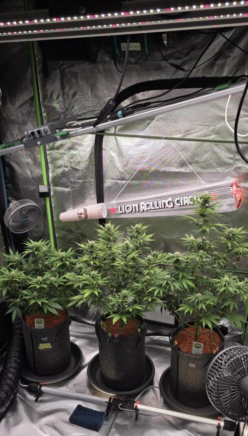 Amnesia Haze (B) Ganja Farmer. Week 11