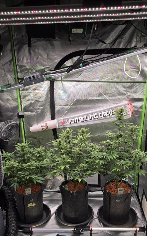 Amnesia Haze (B) Ganja Farmer. Week 11