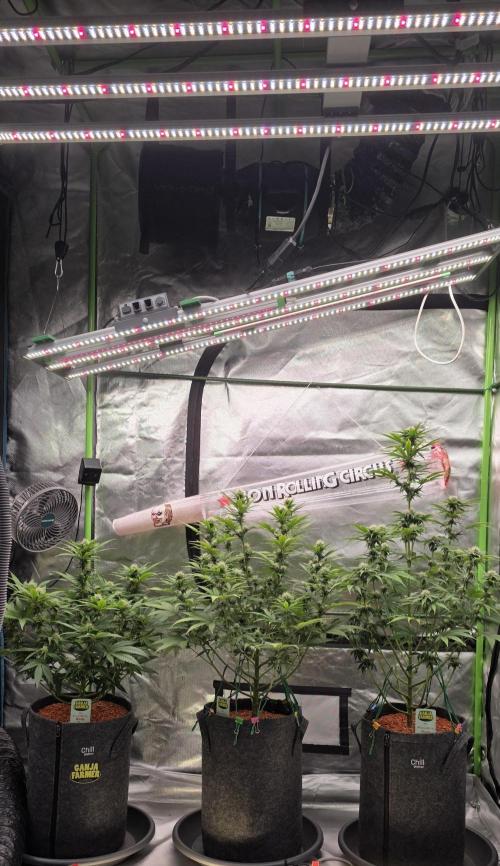 Amnesia Haze (B) Ganja Farmer. Week 11