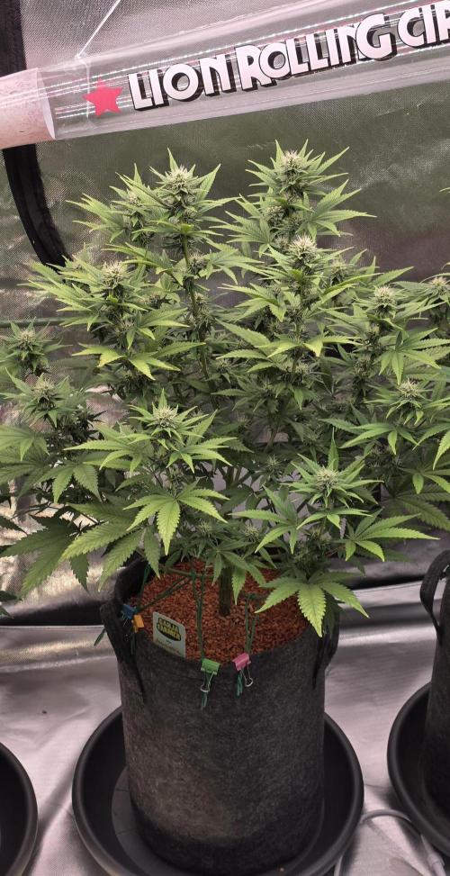 Amnesia Haze (B) Ganja Farmer. Week 11