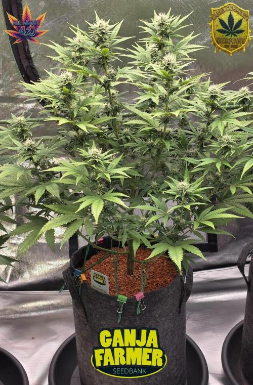 Amnesia Haze (B) Ganja Farmer. Week 11