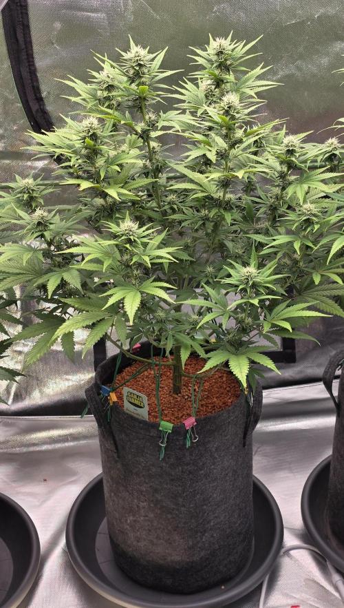 Amnesia Haze (B) Ganja Farmer. Week 11